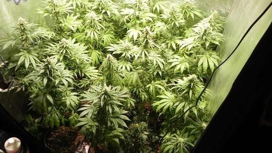 Konopie indyjskie na LSM-ie