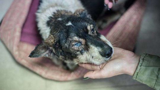 Schronisko w Sobolewie [zdjęcia stowarzyszenia Złap Dom]