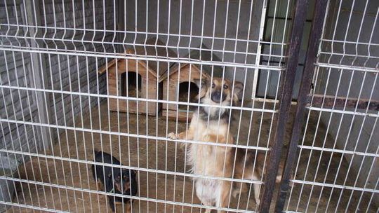 Schronisko w Sobolewie [zdjęcia Urzędu Gminy]