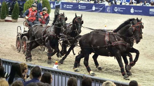 Cavaliada 2018: Halowy Puchar Polski w Powożeniu Zaprzęgami Czterokonnymi Cavaliada 2018: Halowy Puchar Polski w Powożeniu Zaprzęgami Czterokonnymi