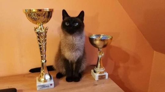 Światowy Dzień Kota 2018. Zdjęcia Waszych pupili