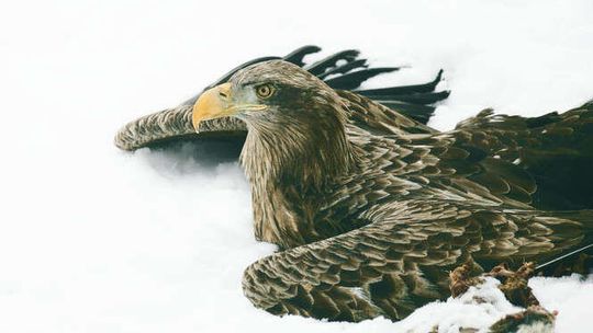 Leśnicy z Tomaszowa uratowali bieliki