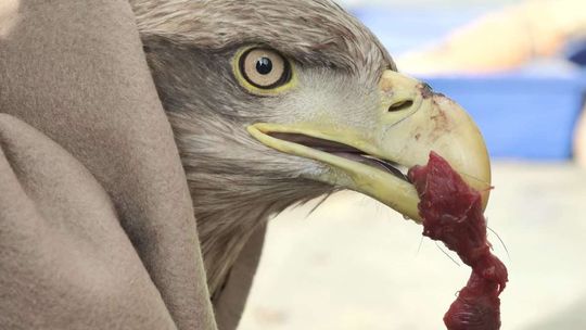 Bielik w schronisku Bielik w schronisku