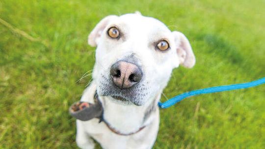 Zwierzaki do adopcji