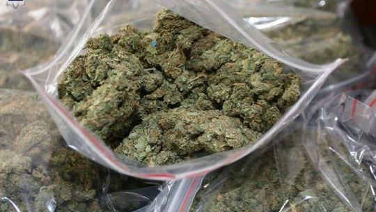 Dwóch lublinian wracało z podróży do Holandii. Pies wytropił co wieźli