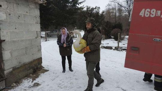 Strażacy ratowali łabędzie na jeziorze Strażacy ratowali łabędzie na jeziorze