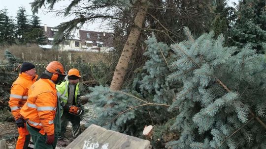 Wycinka drzew przy ul. Choiny