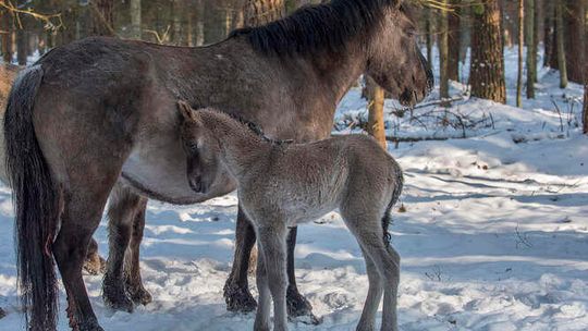Koniki polskie w Roztoczańskim Parku Narodowym