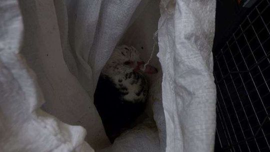 Żywy kaczor wyrzucony do śmietnika w Lublinie Żywy kaczor wyrzucony do śmietnika w Lublinie