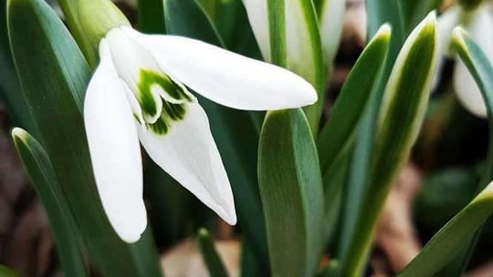 Pierwsze oznaki wiosny Pierwsze oznaki wiosny