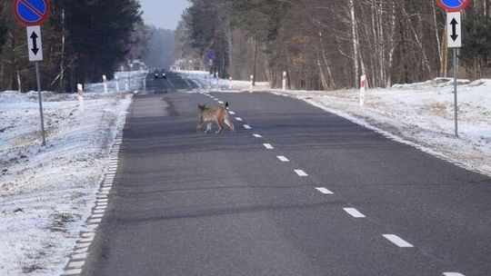 Proszę państwa, oto ryś