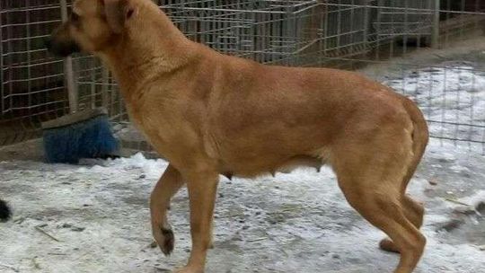 Schronisko w Krzesimowie. Psy do adopcji Schronisko w Krzesimowie. Psy do adopcji