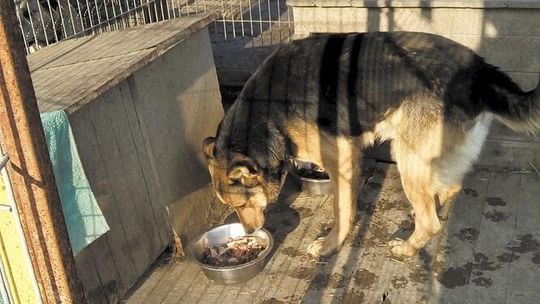 Schronisko w Krzesimowie: psy czekają na nowe domy