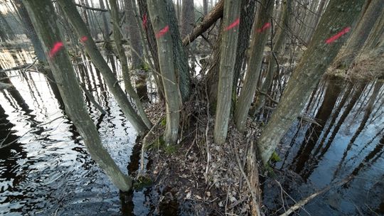 Łęg olszowy w dolinie Dębowca Łęg olszowy w dolinie Dębowca