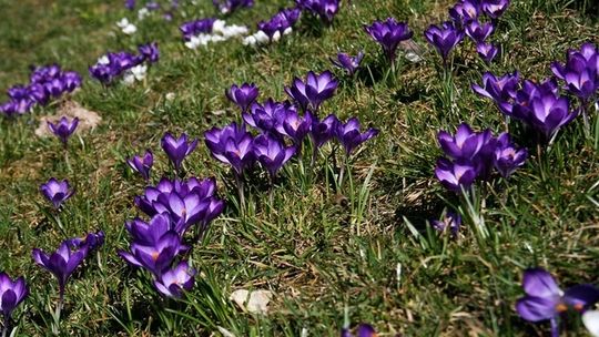 Łąka krokusów na trawniku koło Zamku Lubelskiego