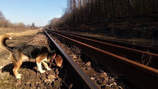 Kolej: Wiosna pozwala przyspieszyć