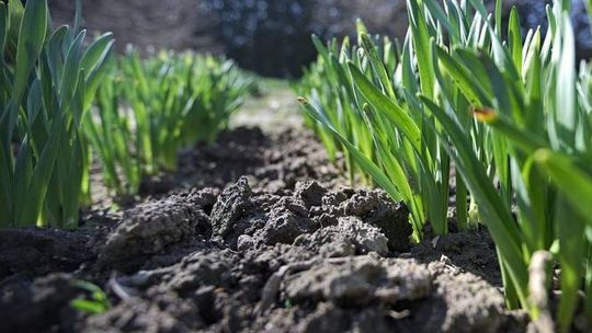 Wiosna w Ogrodzie Botanicznym w Lublinie