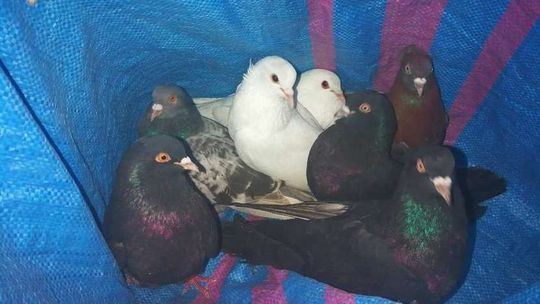 Ukradli stado gołębi