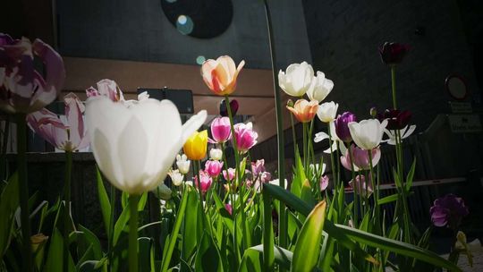 6000 tulipanów zakwitło przed budynkiem KUL