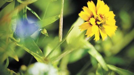 Łąka w mieście Łąka w mieście