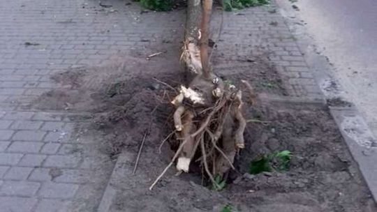 Wypadek w Lubartowie. Kierowca zasnął w trakcie jazdy