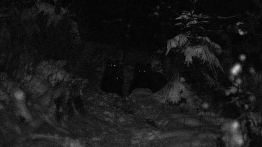 Zdjęcie pojedyncze - II miejsce w kategorii ŚRODOWISKO