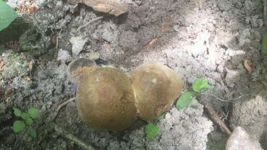 Grzyby w woj. lubelskim