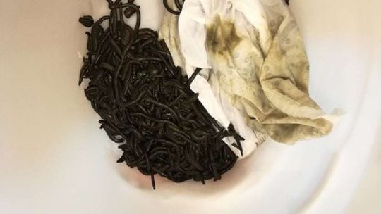 Pijawki w pociągu Pijawki w pociągu