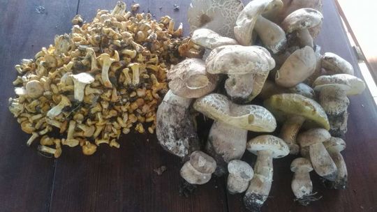 W lubelskich lasach pojawiły się grzyby