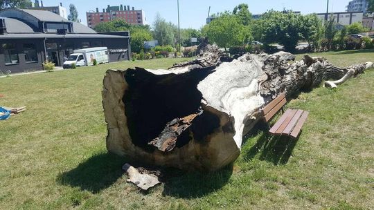 Pożar pnia baobabu w Lublinie Pożar pnia baobabu w Lublinie
