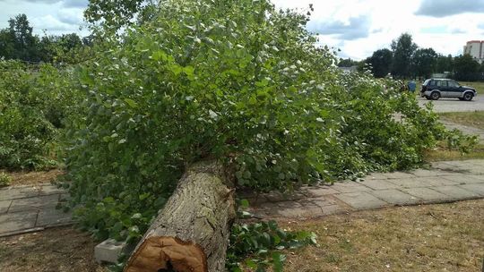 Rewitalizacja błoni w Puławach