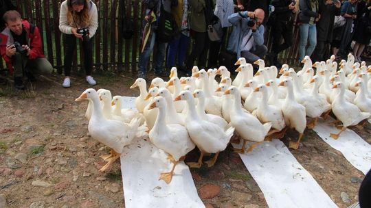 Tegoroczny Landart Festiwal we wsi Bubel -Granna