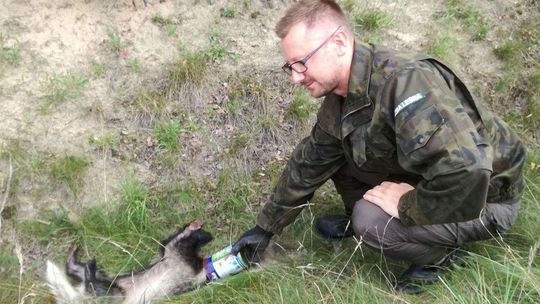 Interwencja leśniczego z Nadleśnictwa Tuszyma Interwencja leśniczego z Nadleśnictwa Tuszyma