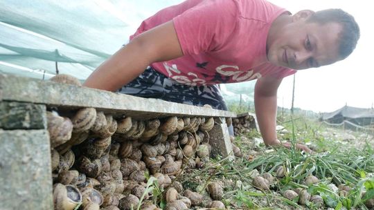 Hodowla ślimaków Hodowla ślimaków