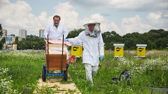 Ule na Tarasach Zamkowych i CSK