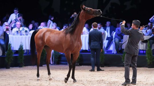 Aukcja Pride Of Poland 2018