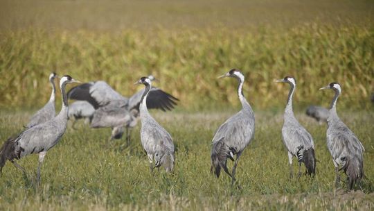 Odloty ptaków z Poleskiego Parku Narodowego