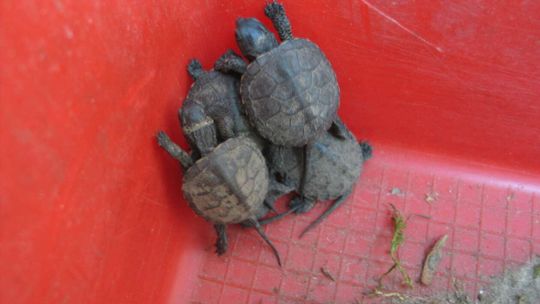 Małe żółwiki w Poleskim Parku Narodowym