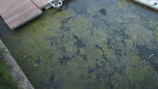 Zielona woda w porcie w Puławach