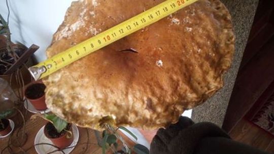 Grzybobranie 2018. Zdjęcia Czytelników