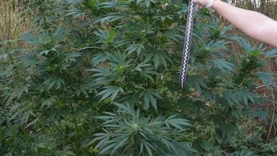 Nielegalne plantacje konopi w powiecie zamojskim