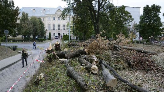Wycinka drzew przy Al. Racławickich w Lublinie Wycinka drzew przy Al. Racławickich w Lublinie