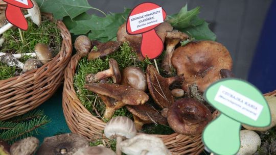 Grzyby jadalne i niejadalne. Wystawa w Lublinie