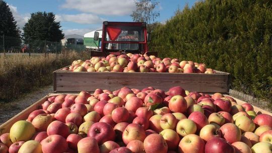 Skup interwencyjny jabłek przemysłowych
