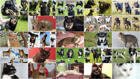 Zwierzaki ze Schroniska dla Bezdomnych Zwierząt w Lublinie do adopcji