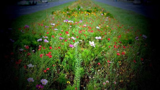Kwiecista łąka wyrosła na al. Unii Lubelskiej