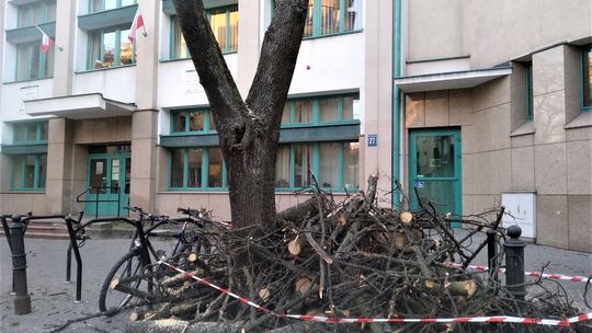 Wycięte drzewa przy ul. Chopina w Lublinie