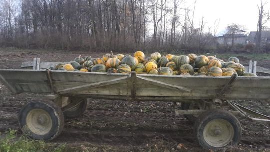 Kradzież dyni z pola w powiecie parczewskim