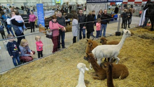 Rewia zwierzaki z zagrody