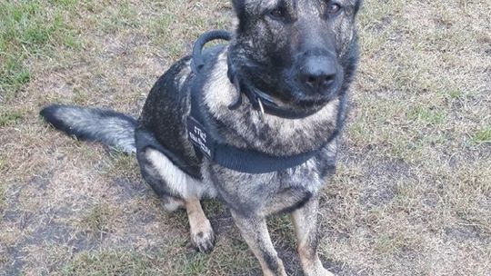 Straż graniczna zarekwirowała haszysz Straż graniczna zarekwirowała haszysz